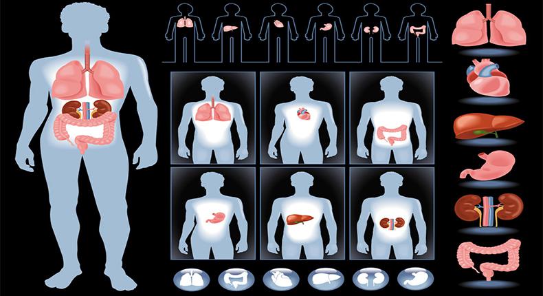 人体类知识科学普及