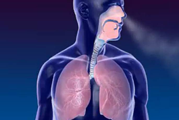 三维医学动画演示人体呼吸系统