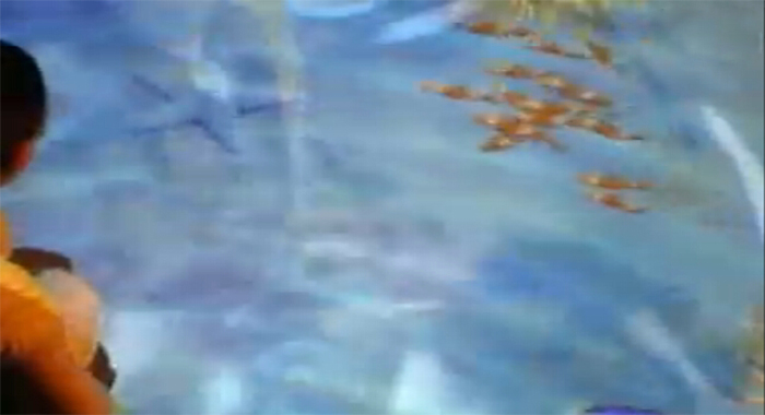 图4:地面投影水中鱼儿